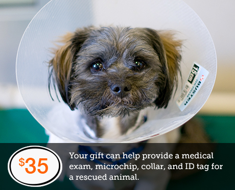 Your gift can help provide a medical exam, microchip, collar, and ID tag for a rescued animal.